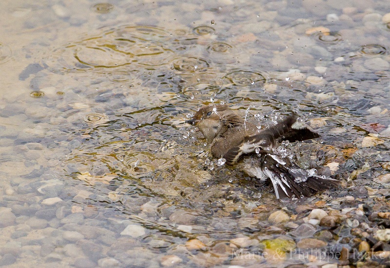 Gobemouche noir 3354.jpg - Gobemouche noir - European Pied Flycatcher - Ficedula Hypoleuca pendant son bain! (Ermitage, Genève, Suisse)